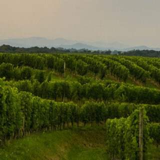 BEARN-JURANCON_DSCF5902_NP