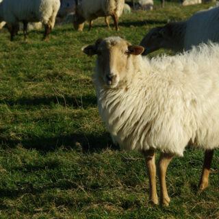 OVEJA-LATXA-primer-plano OVEJA-LATXA-primer-plano