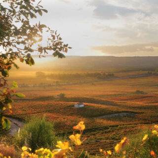 viñedos Cenicero 3 viñedos Cenicero 3