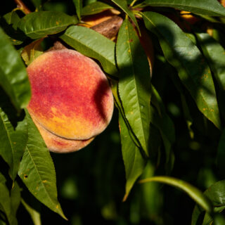 A: J.P. UrdírozF: 05-08-2022P: L: PamplonaT: Instalaciones del C.A. Osasuna en Tajonar. Futbol. Torneo Sentimiento. Partido Osasuna-Real Madrid